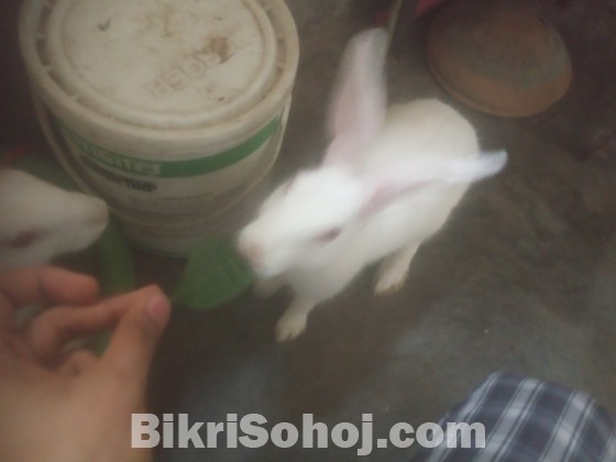 নিউজিল্যান্ড জাতের সাদা খরগোশ (Rabbits)